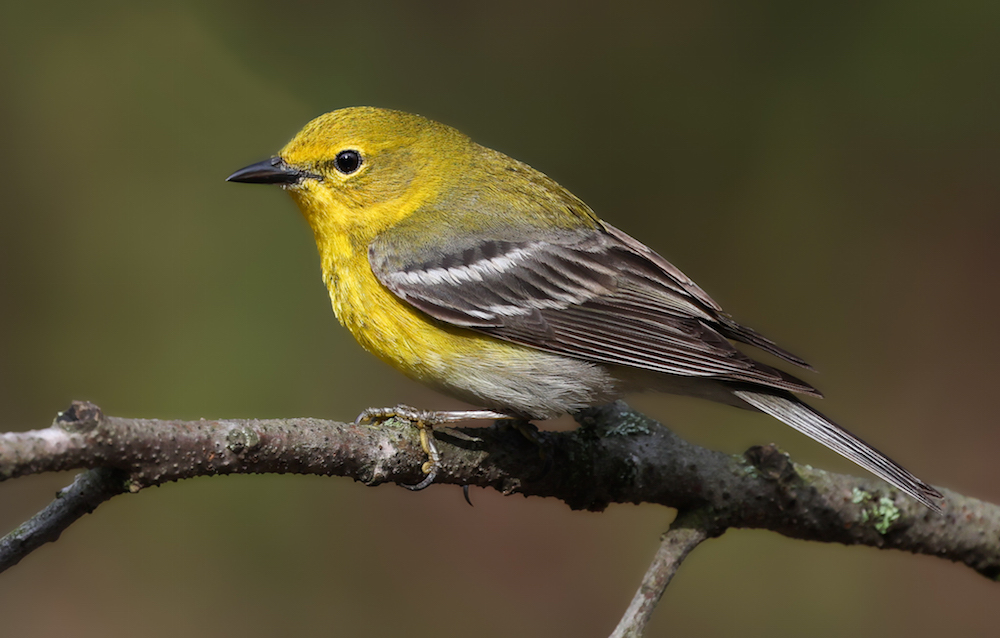 Pine Warbler (Spring adult male)