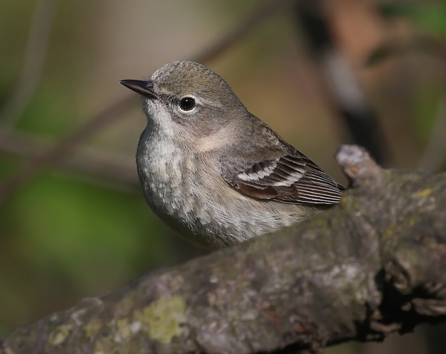 Pine Warbler (Spring adult female)