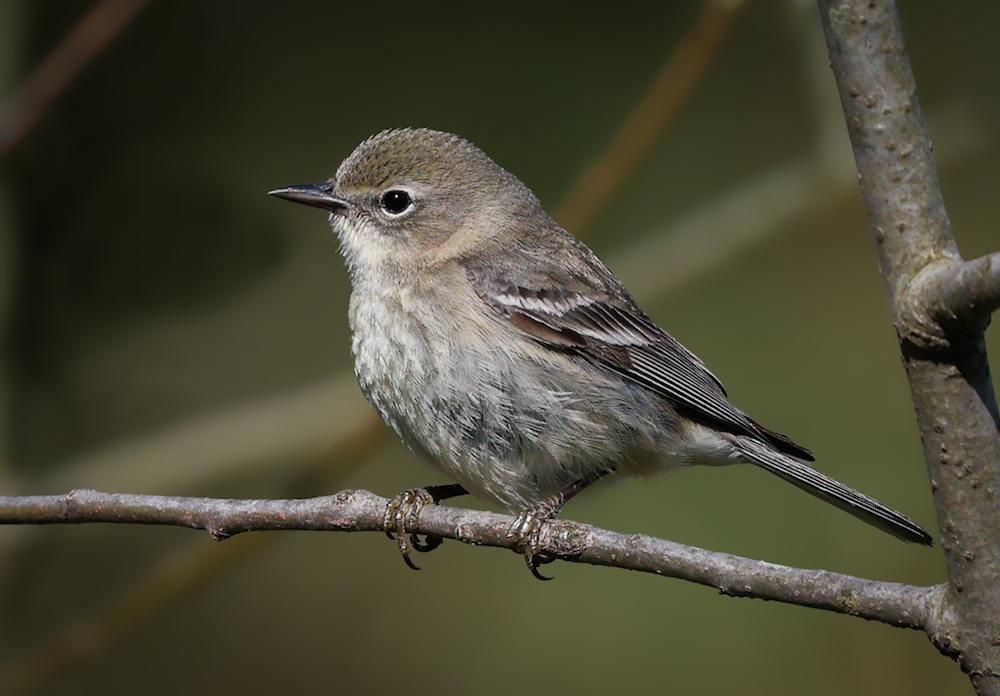Pine Warbler (Spring adult female)