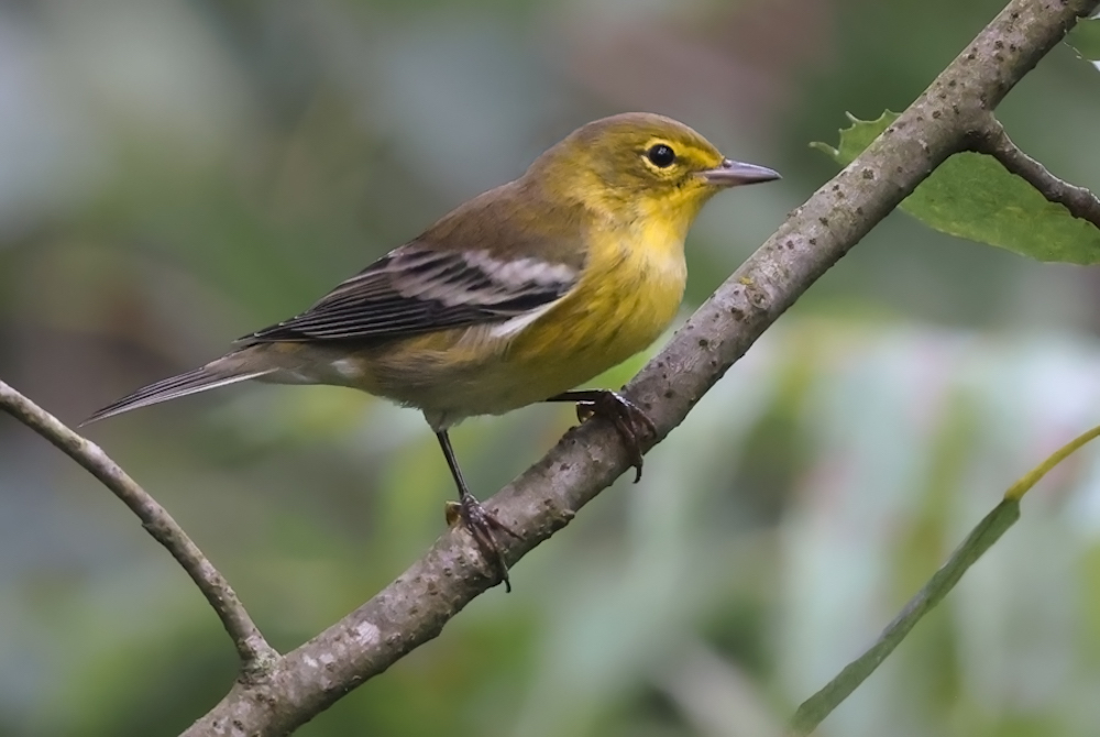Pine Warbler