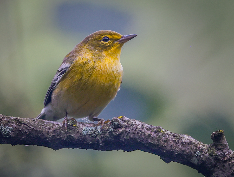 Pine Warbler