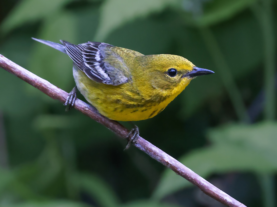 Pine Warbler (Spring adult male)