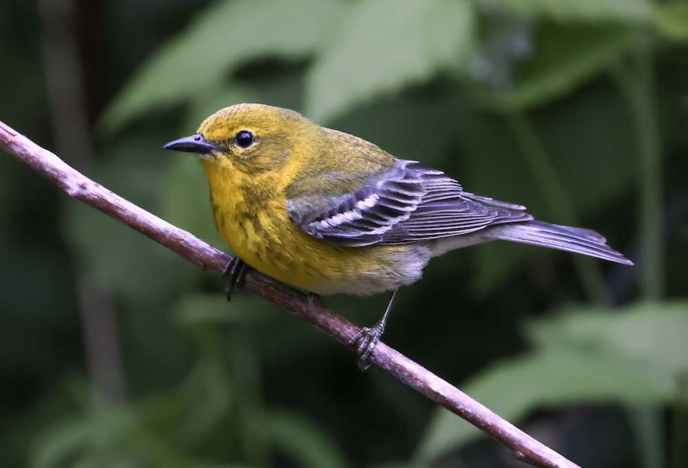 Pine Warbler (Spring adult male)