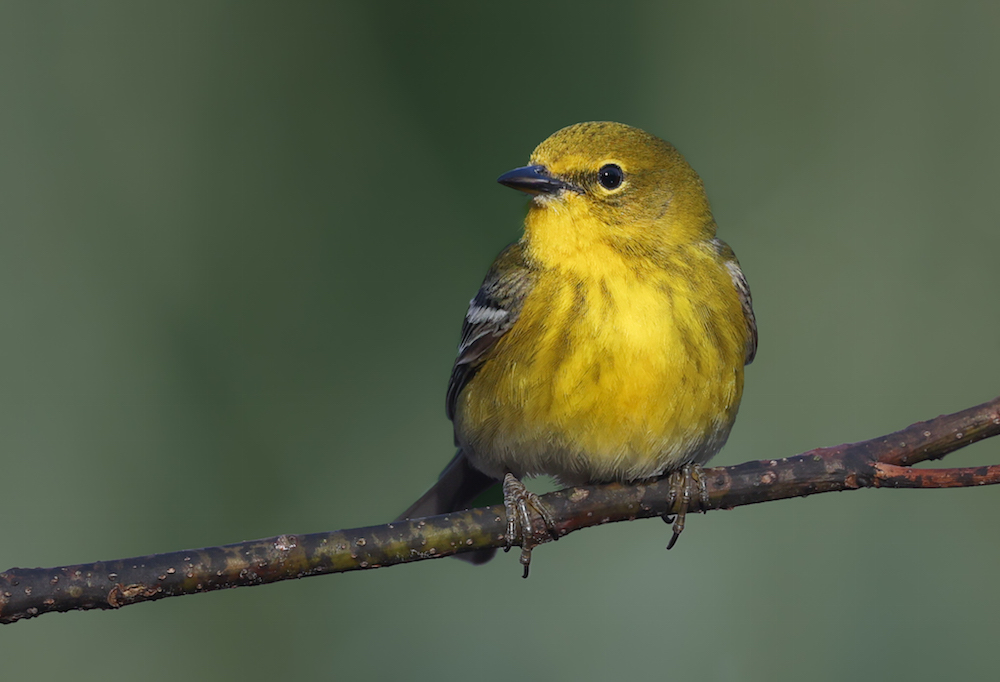Pine Warbler (Spring adult male)