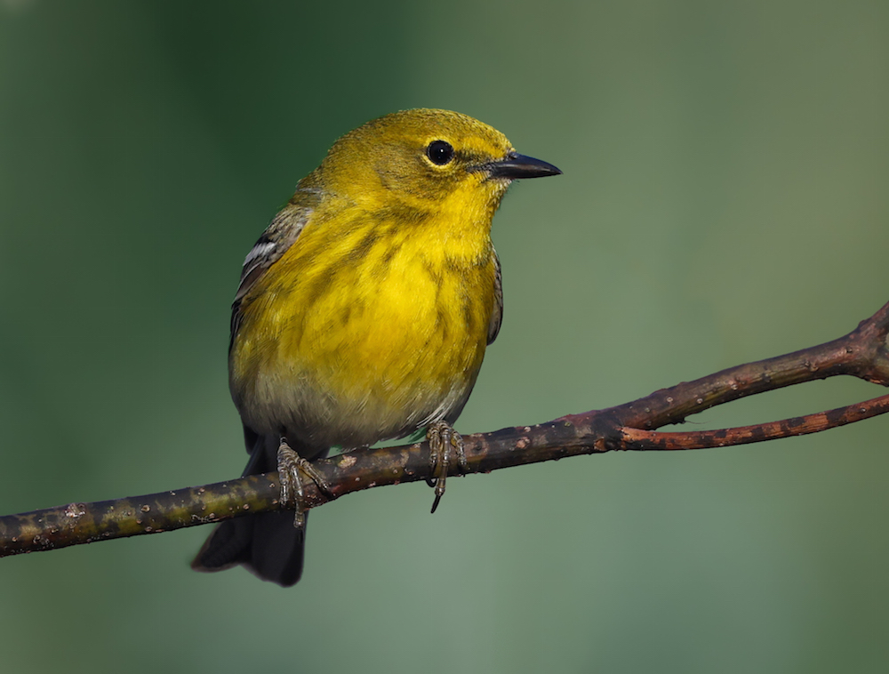 Pine Warbler (Spring adult male)