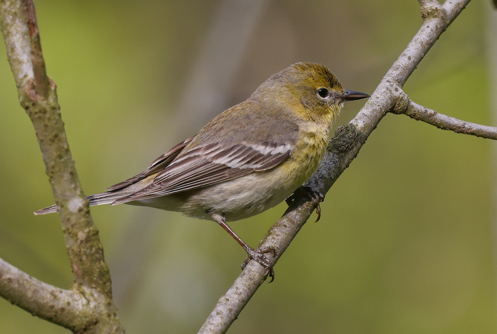 Pine Warbler (Spring adult female)