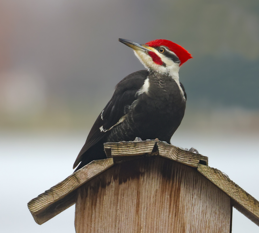 Pileated Woodpecker