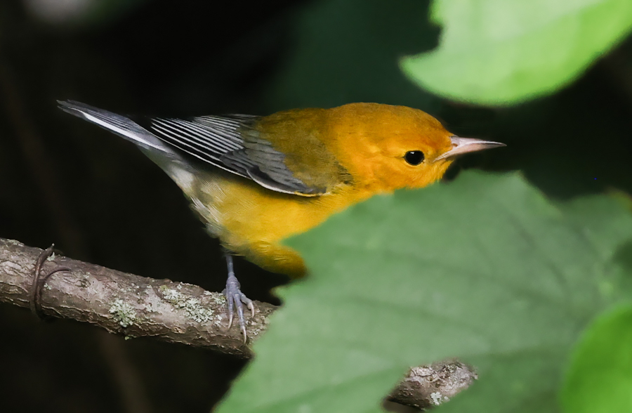 Prothonotary Warbler