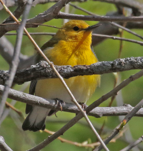 Prothonotary Warbler (spring adult female)