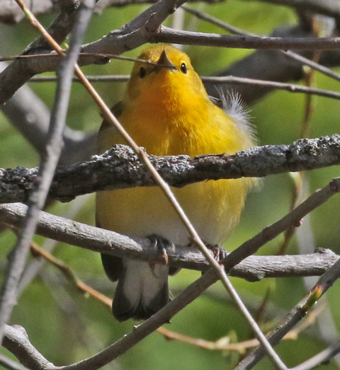 Prothonotary Warbler (spring adult female)