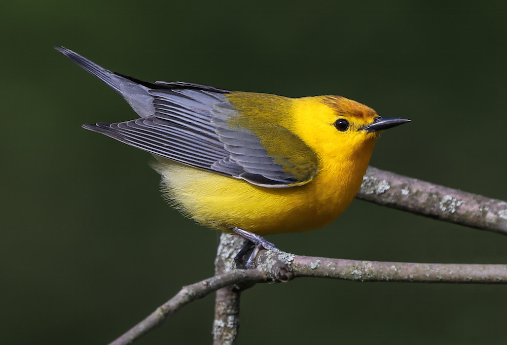 Prothonotary Warbler