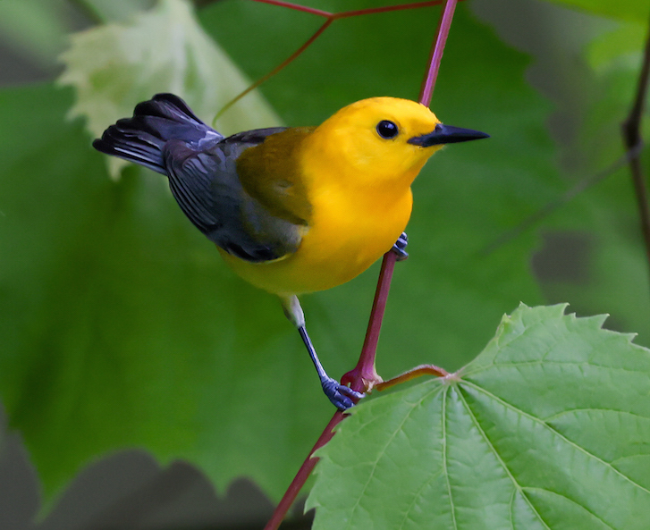 Prothonotary Warbler photo #4