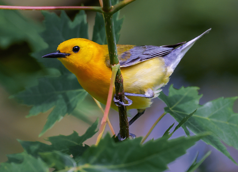 Prothonotary Warbler photo #1