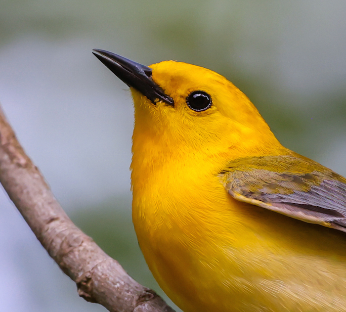Prothonotary Warbler photo #3