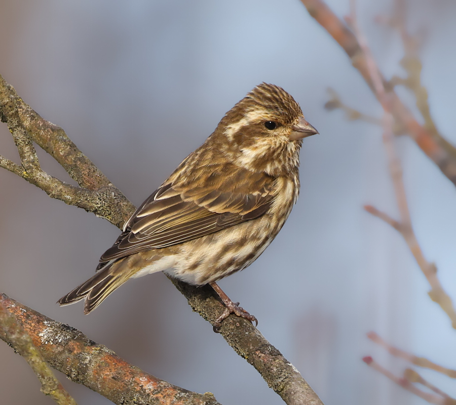 Purple Finch