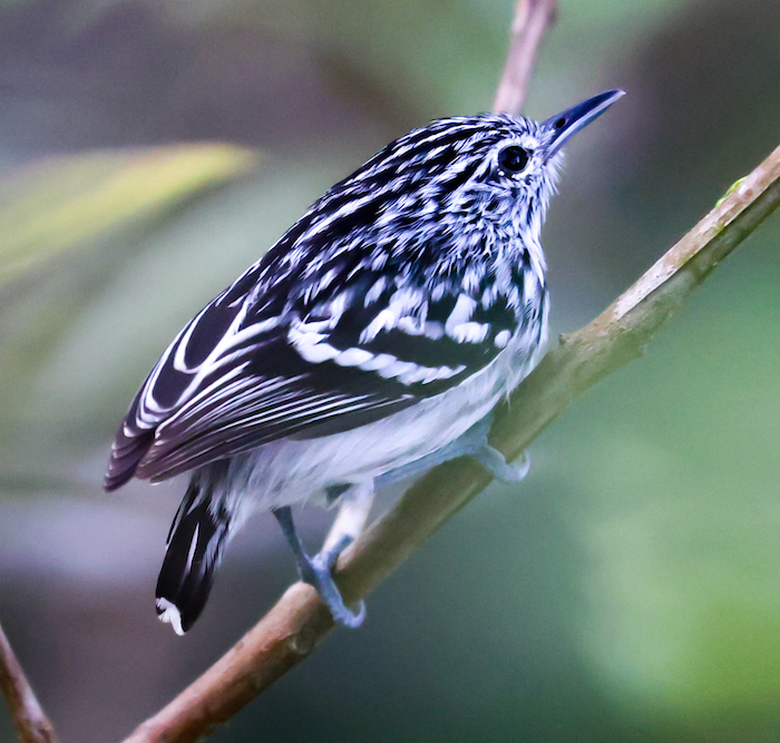 Pacific Antwren