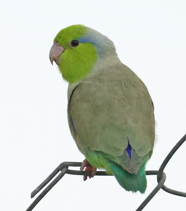 Pacific Parrotlet