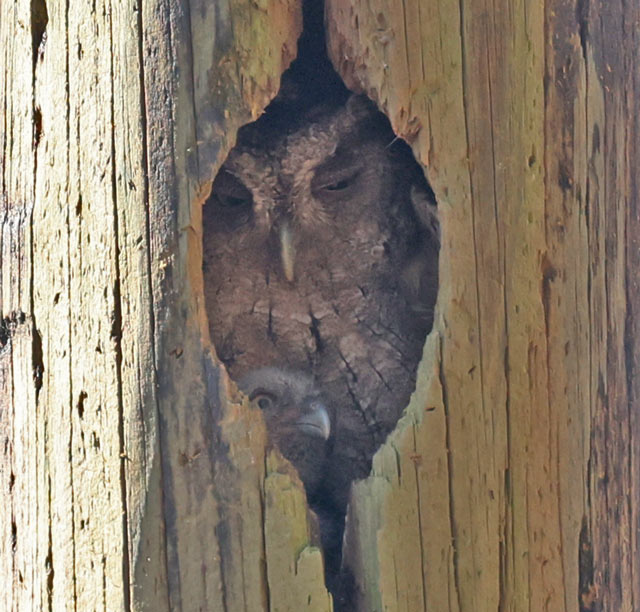 Pacific Screech-owl