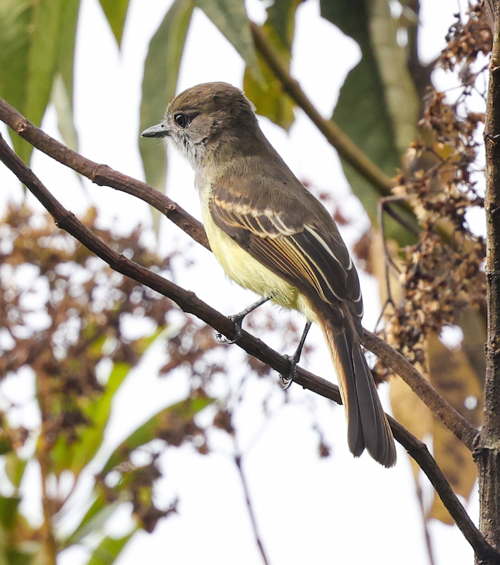 Pale-edged Flycatcher