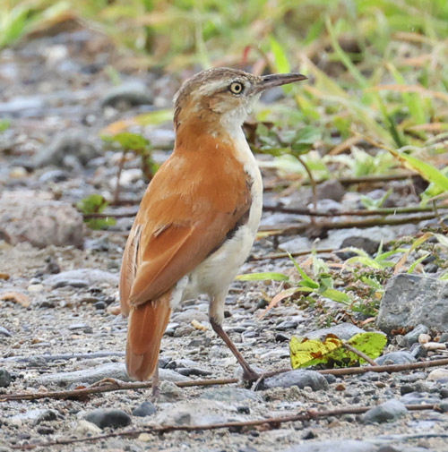 Pale-legged Hornero