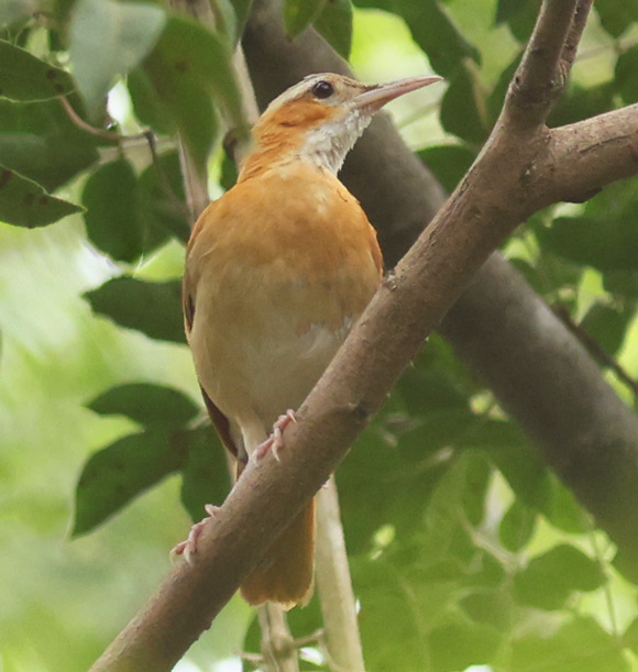 Pale-legged Hornero