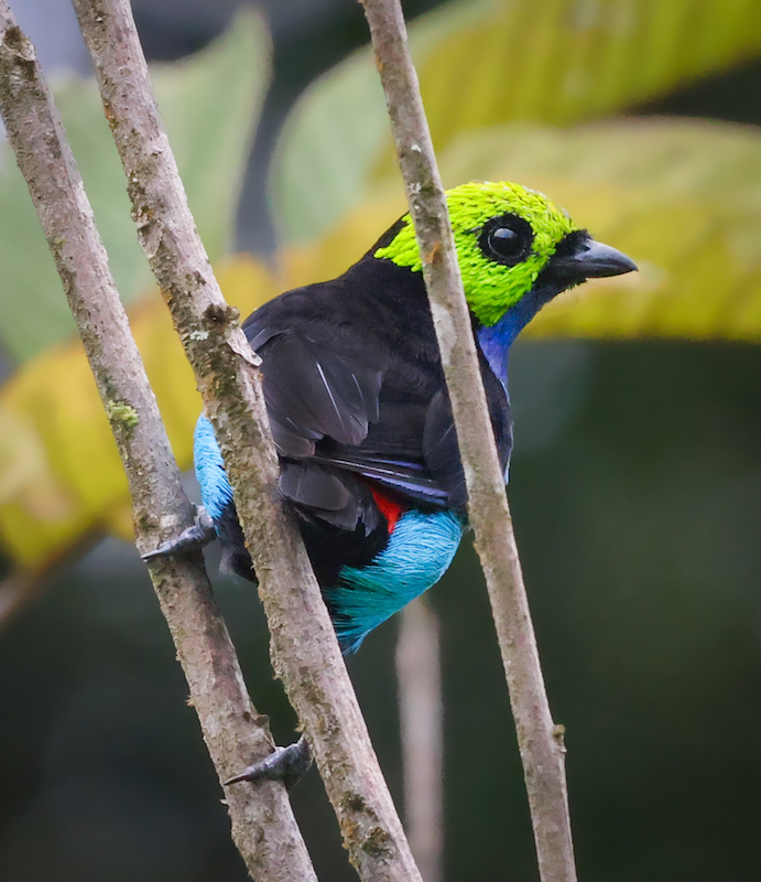Paradise Tanager
