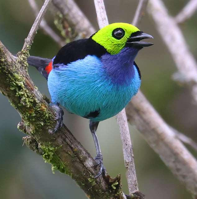 Paradise Tanager