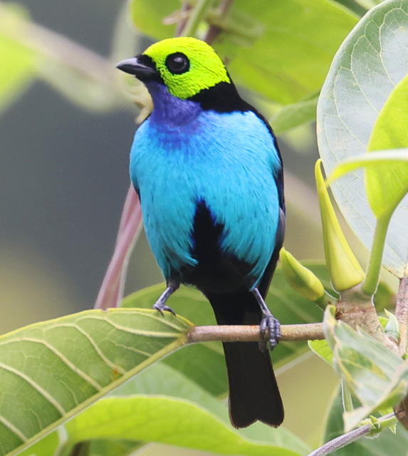 Paradise Tanager