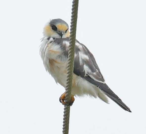 Pearl Kite
