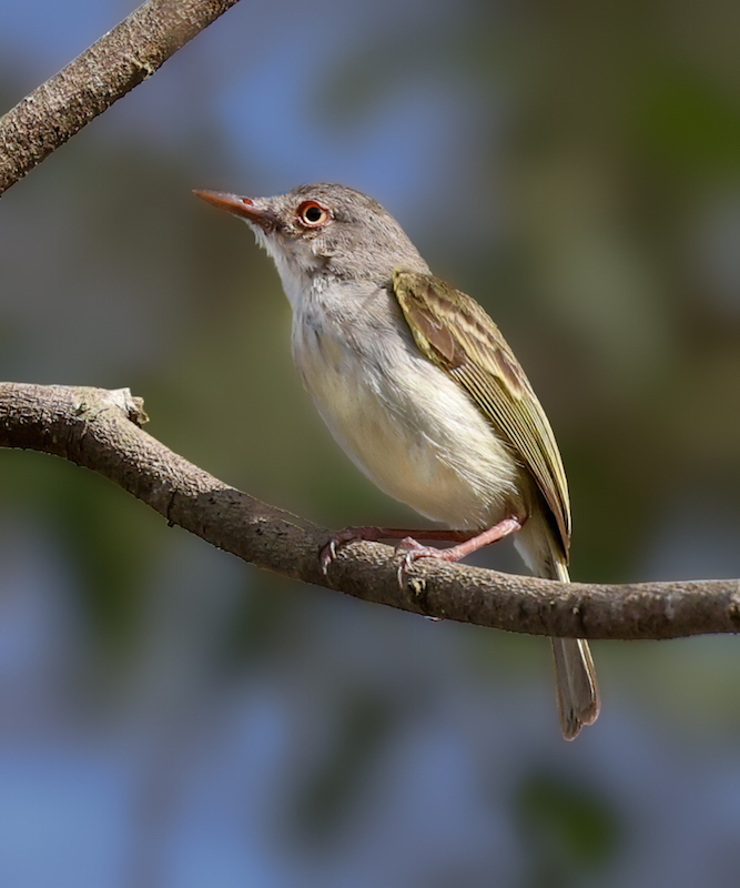 Pearly-vented Tody-tyrant