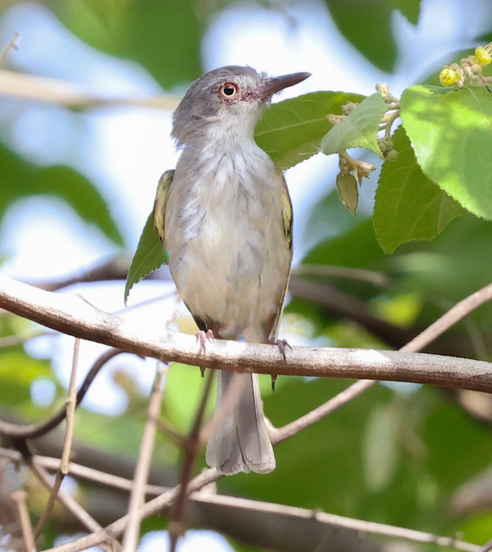 Pearly-vented Tody-tyrant