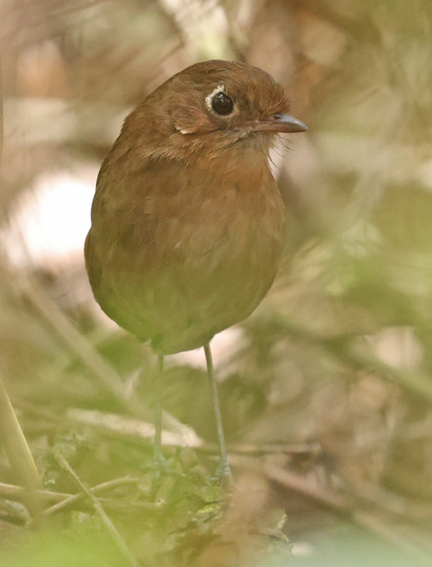 Perija Antpitta