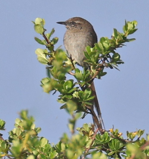 Perija Thistletail