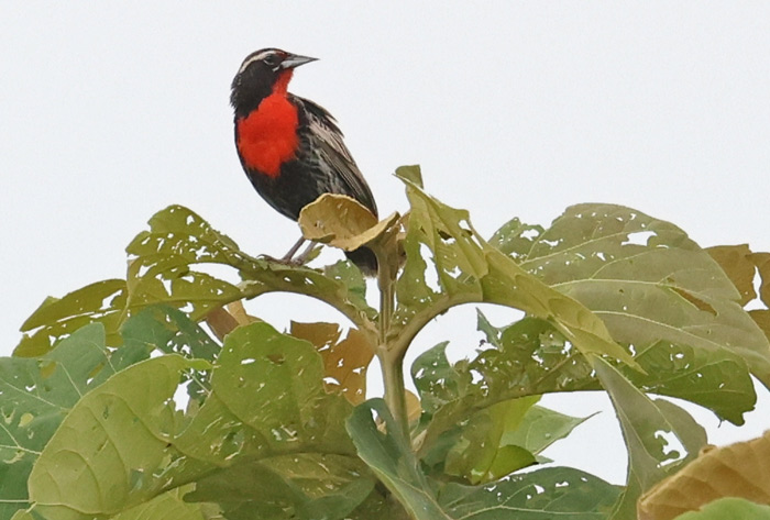 Peruvian Meadowlark