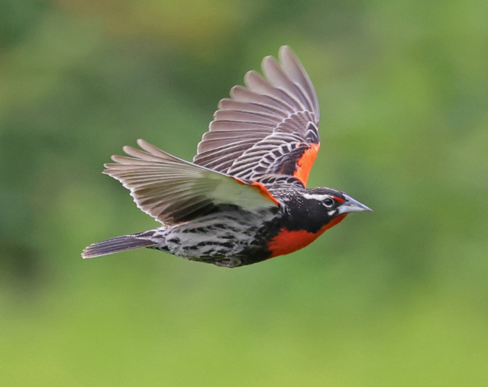 Peruvian Meadowlark