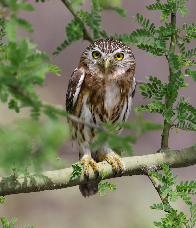 Peruvian Pygmy-owl