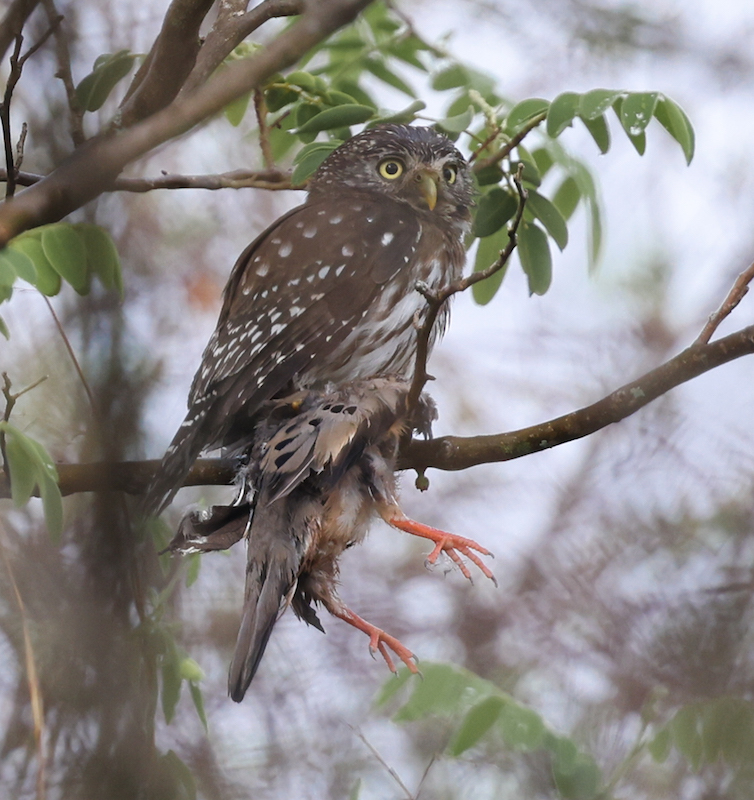 Peruvian Pygmy-owl