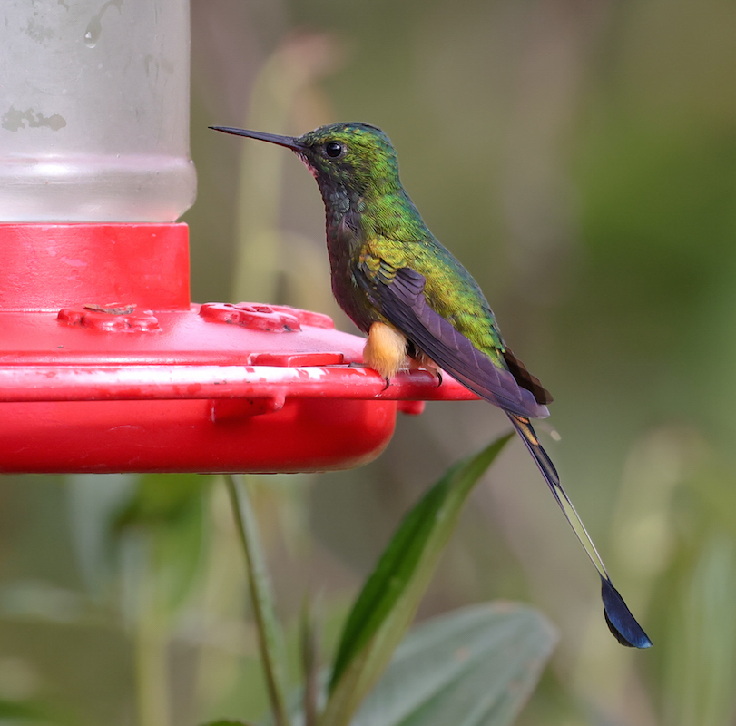 Peruvian Racket-tail