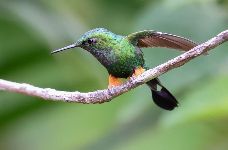 Peruvian Racket-tail