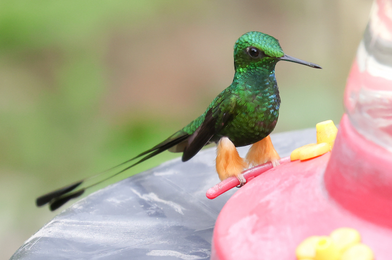 Peruvian Racket-tail