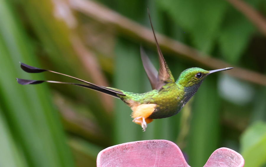 Peruvian Racket-tail