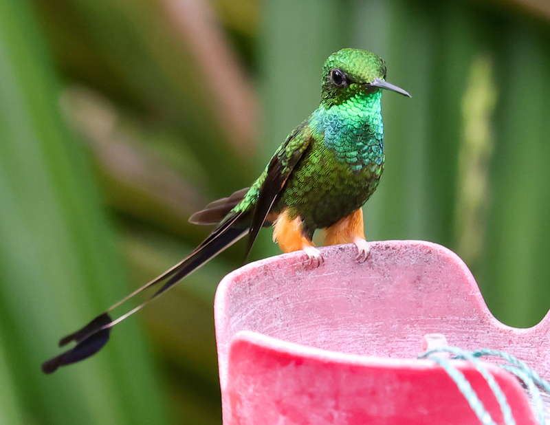 Peruvian Racket-tail
