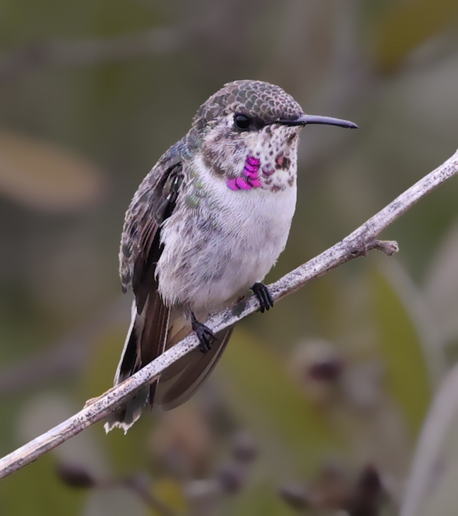 Peruvian Sheartail