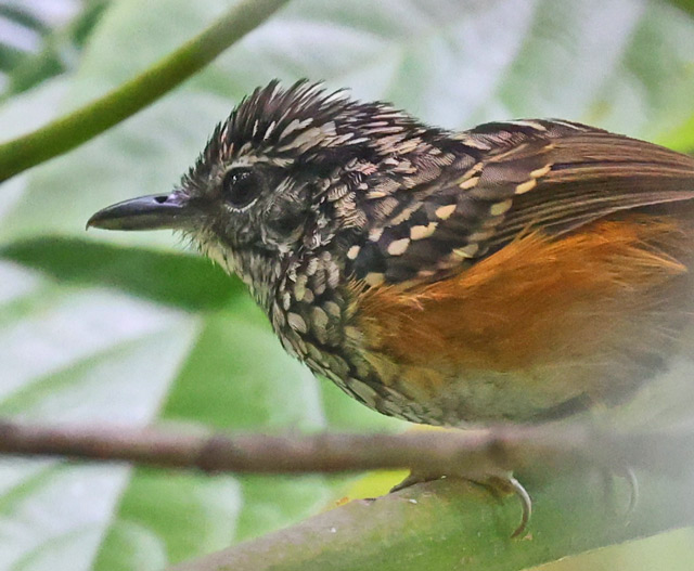 Peruvian Warbling Antbird