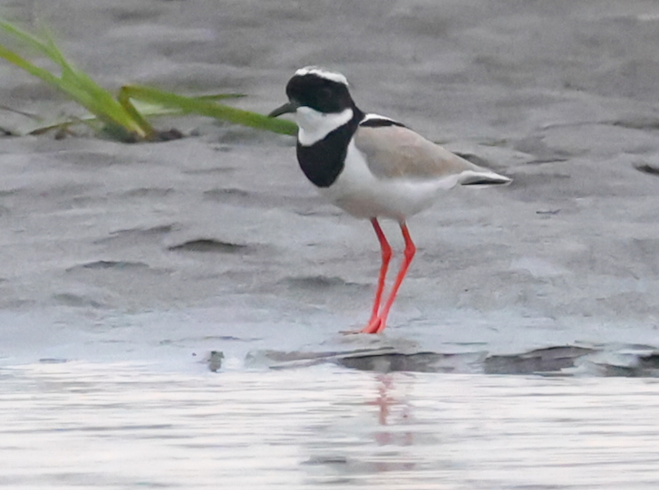 Pied Plover