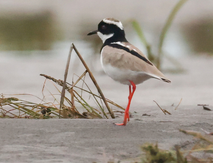Pied Plover