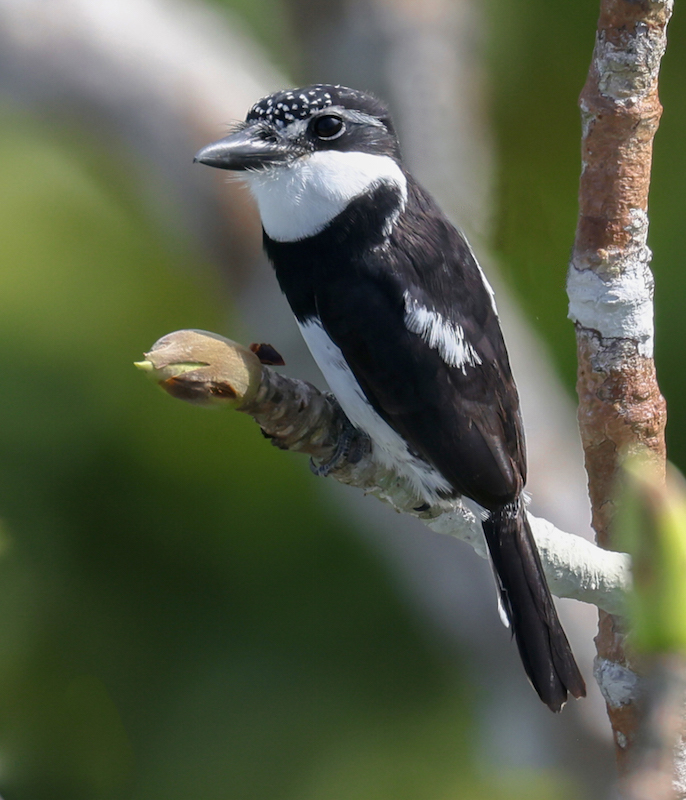 Pied Puffbird