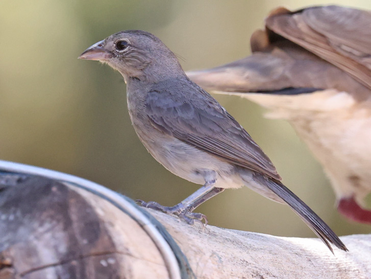 Pileated Finch