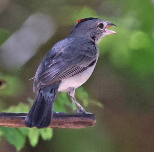 Pileated Finch