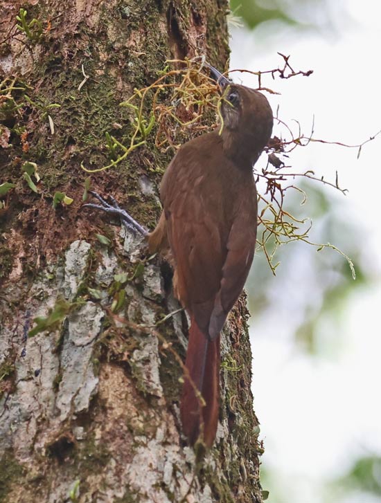 Plain-brown Woodcreeper (nesting)
